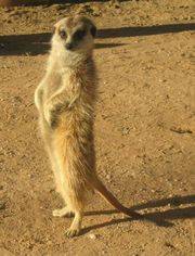Amazing Animal Facts - Meerkats (with videos)