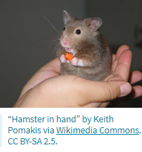 Cute hamster