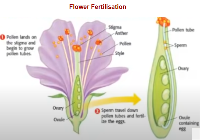 Flower Structure And Fertlisation