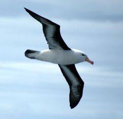Image result for how does an albatross sleep while it flies