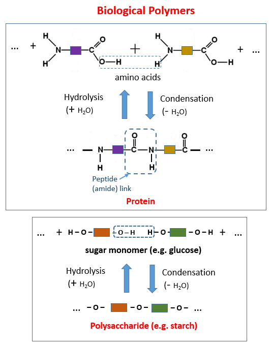 Natural Polymers (Amino Acids, Proteins, Glucose, Starch)